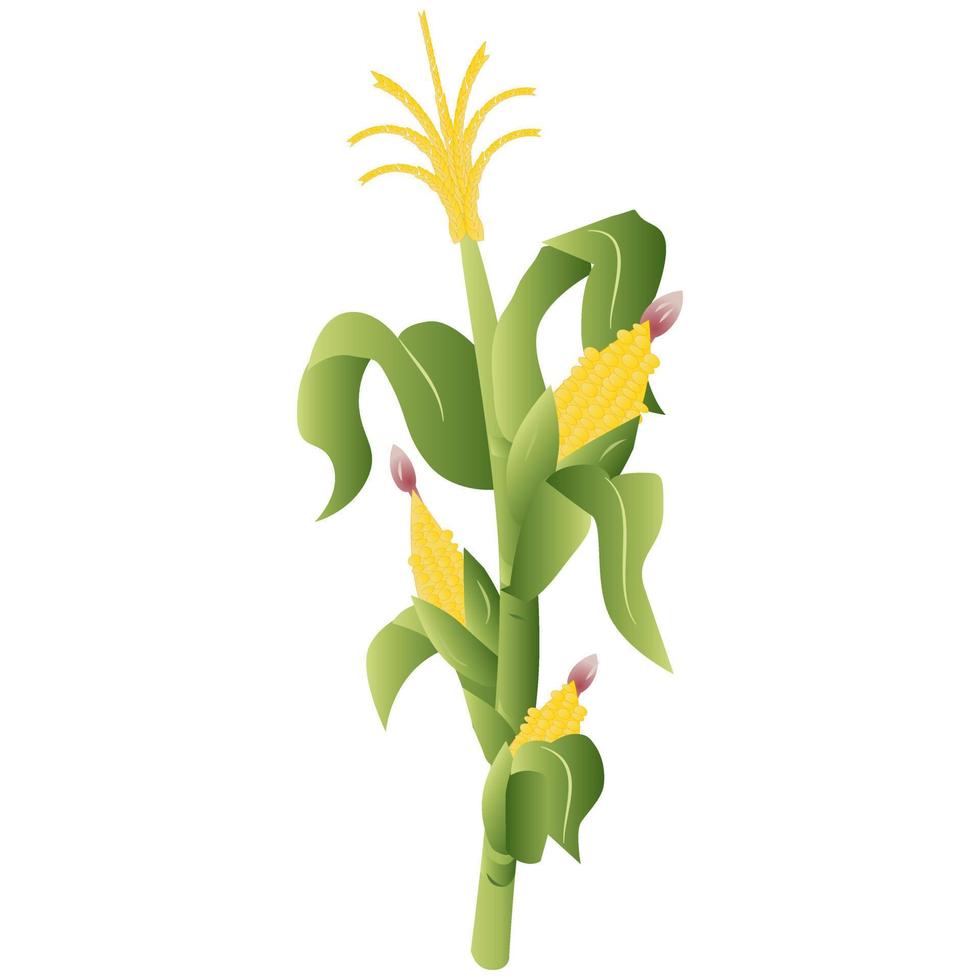 vector de planta de maíz