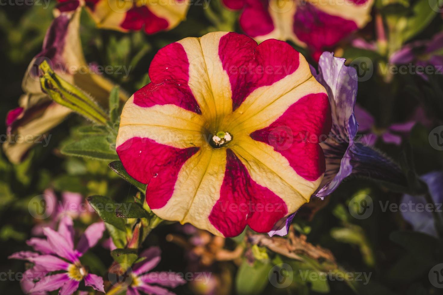 Macro photo of coloured flower