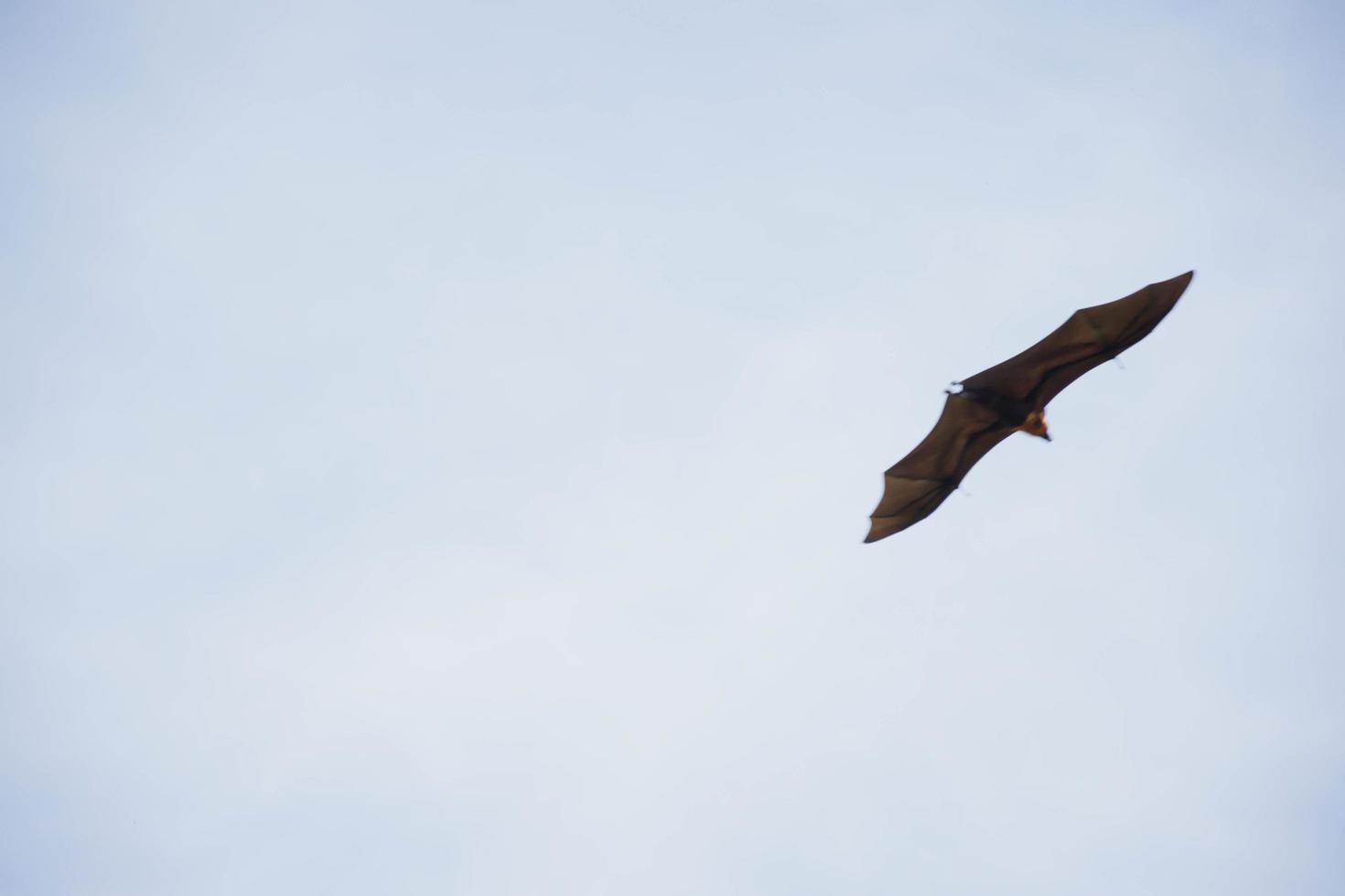bats life in the forest photo