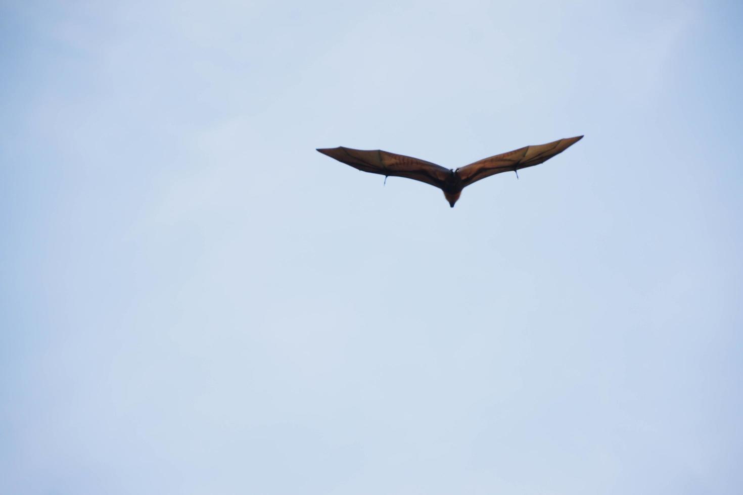 bats life in the forest photo