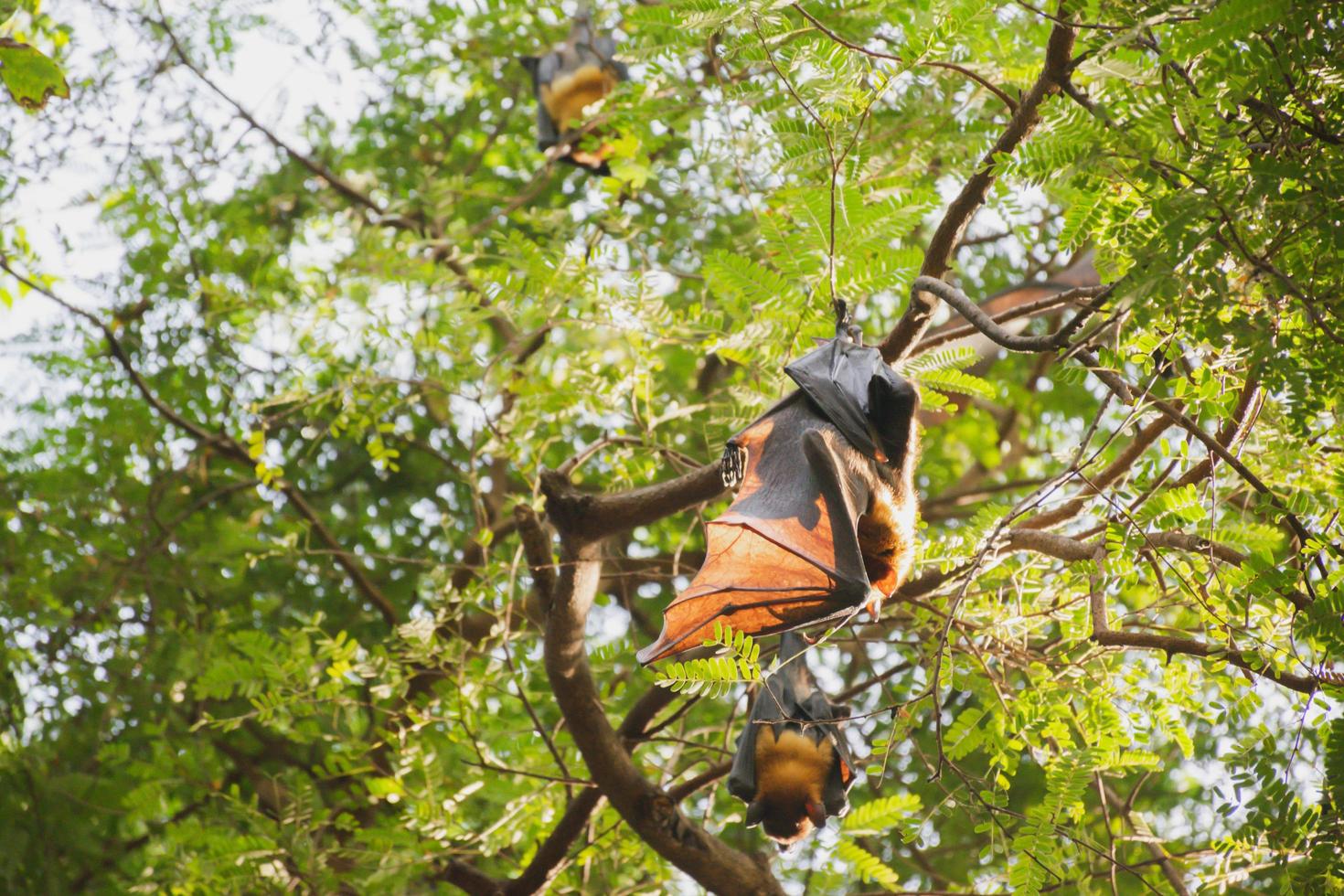 murciélagos vida en el bosque foto