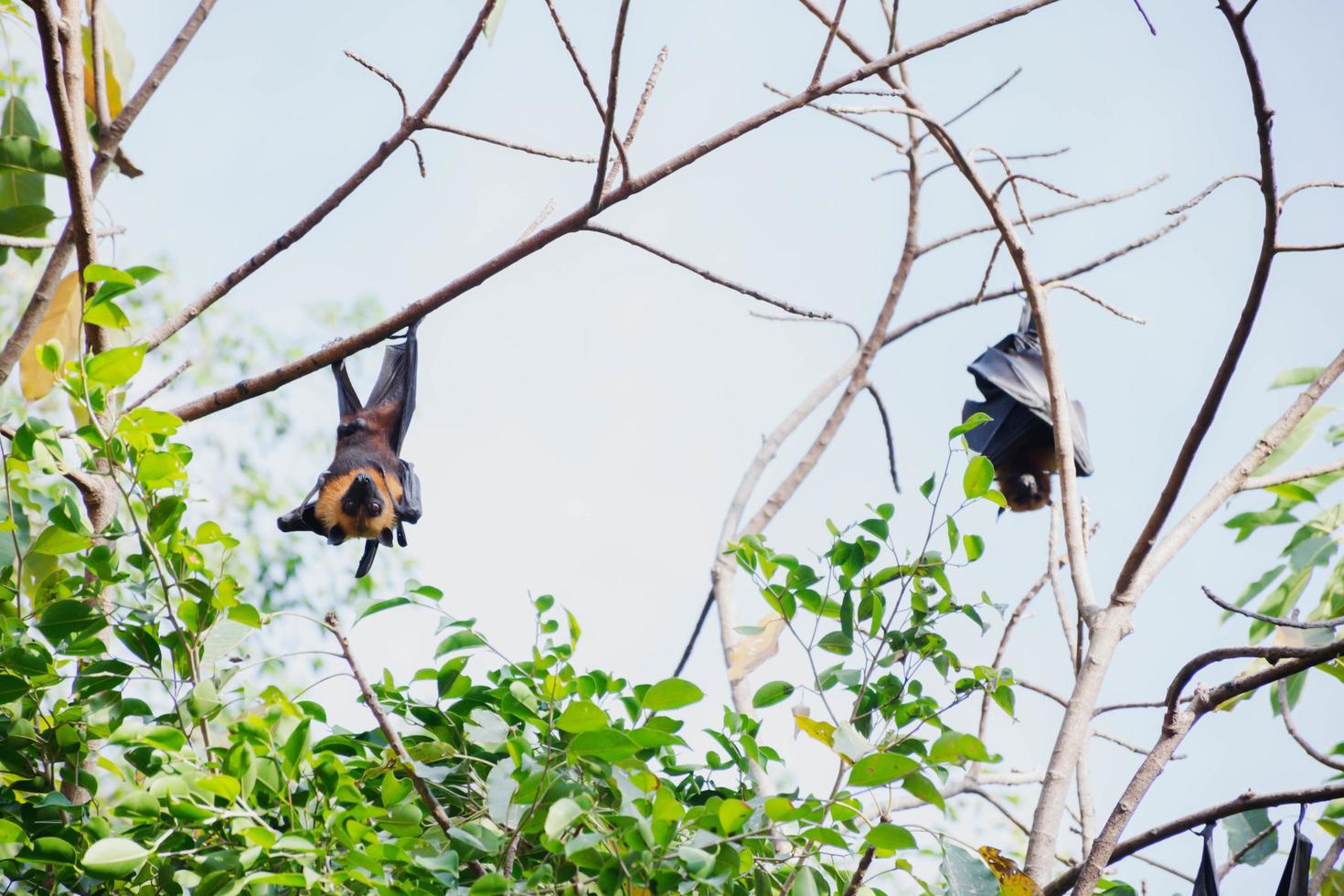 bats life in the forest photo