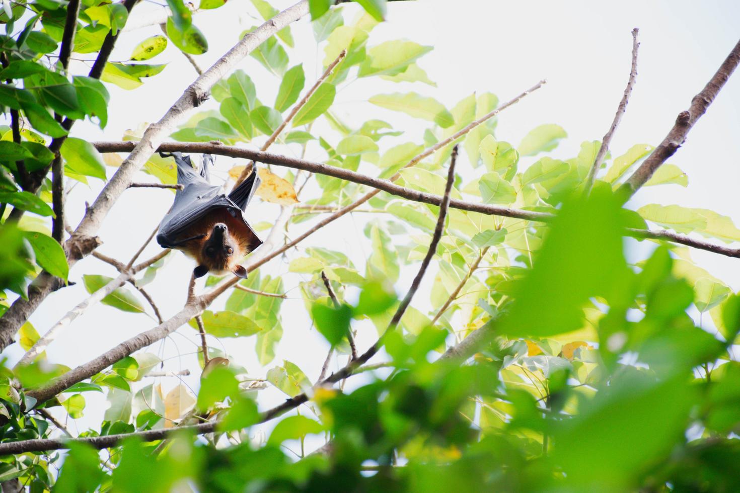 bats life in the forest photo
