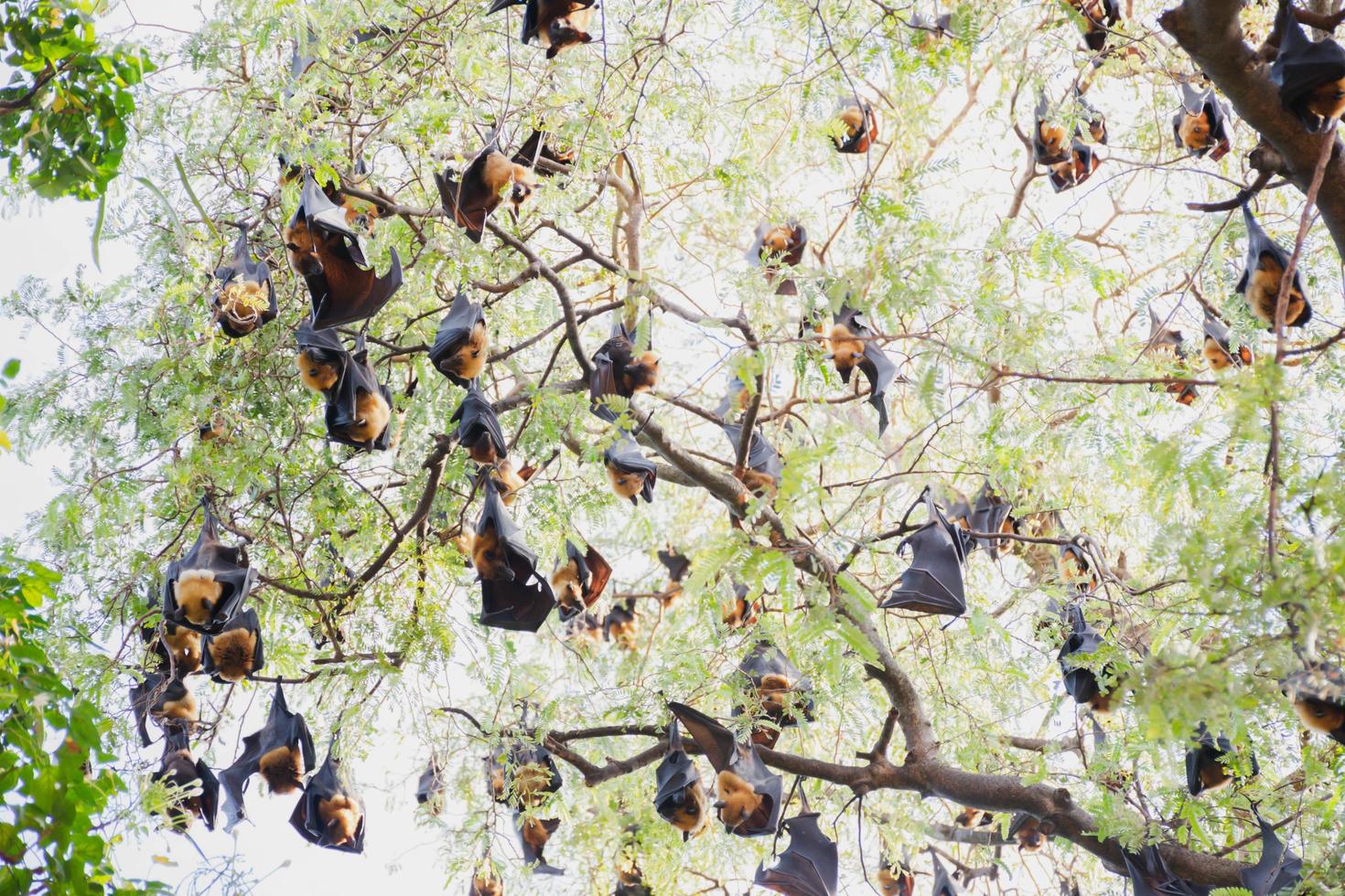 murciélagos vida en el bosque foto