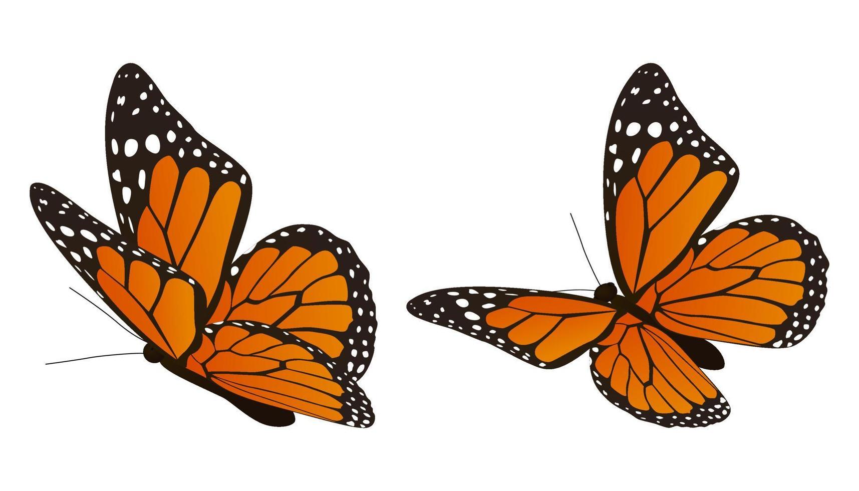 la ilustración de vector de mariposa monarca