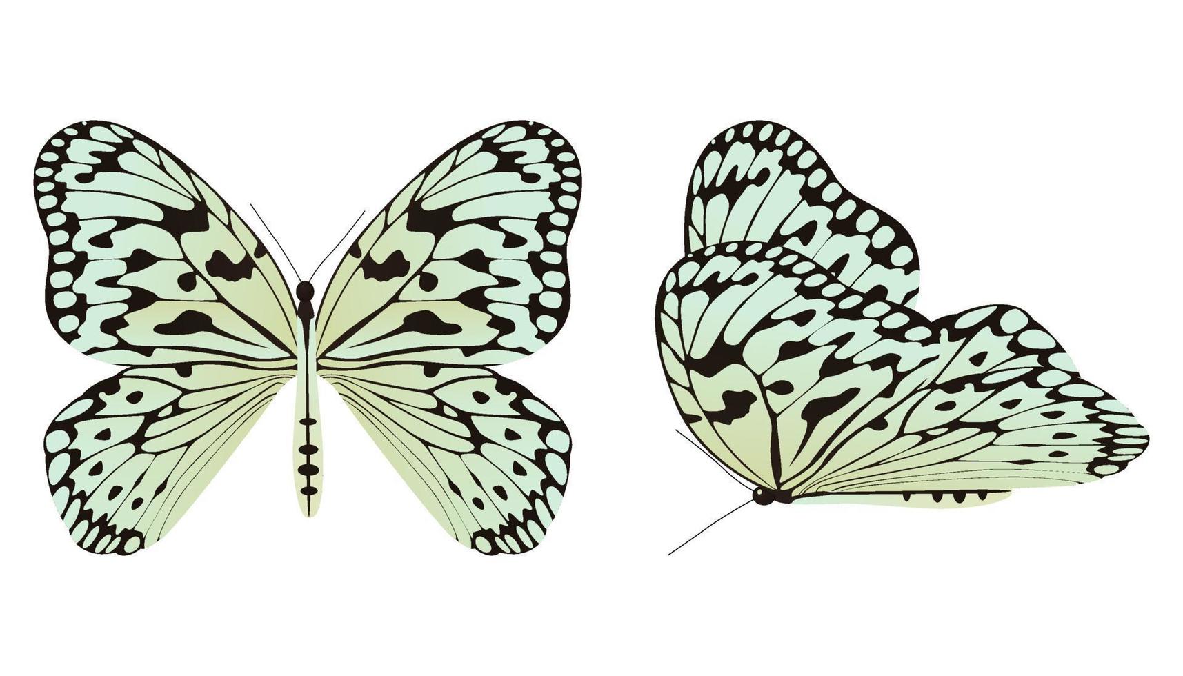 The rice paper butterfly or large tree nymph vector illustration