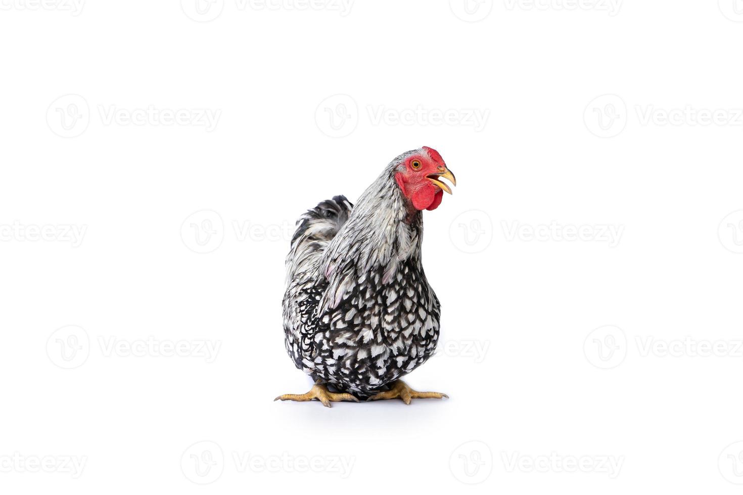 isolated white Wyandotte Chicken on studio light with the clear white background. photo