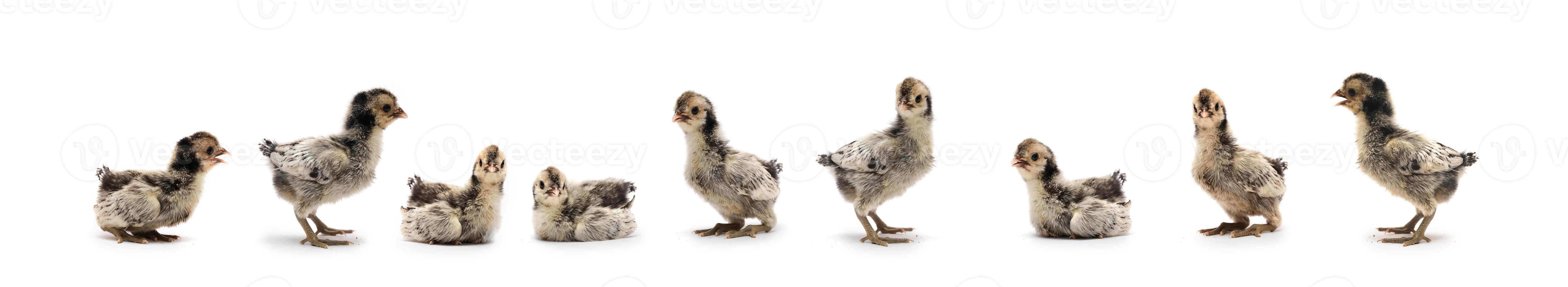 9 Isolated Cute white gray baby Appenzeller Chicken set on the row on white clear background studio light. photo