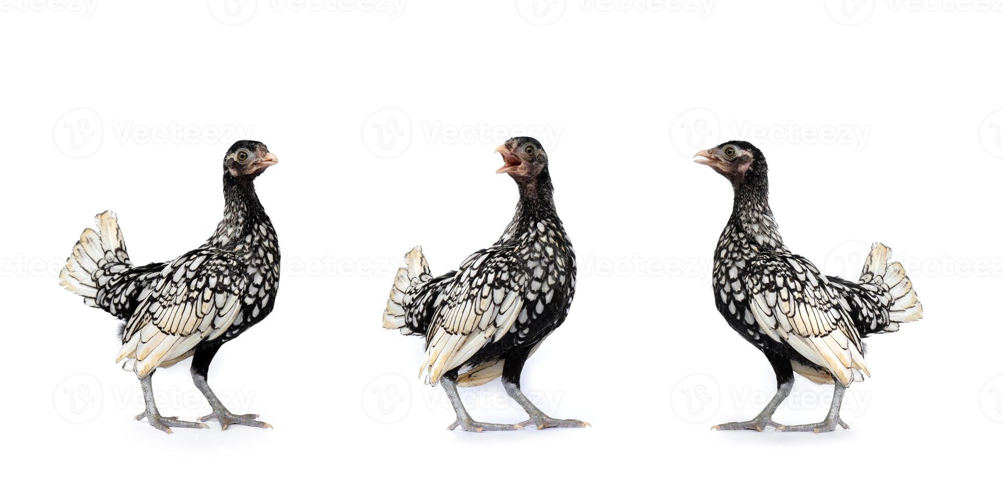 isolated 3 White SeBright Chicken in the row on the white background in studiolight photo