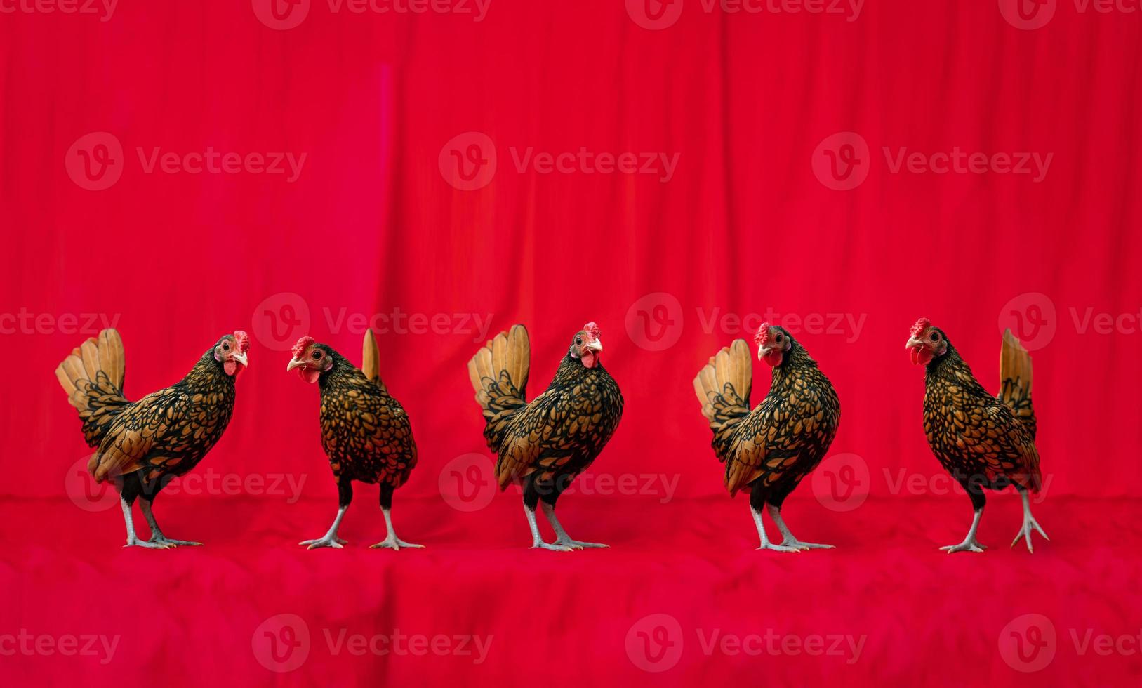5 SeBright Chicken Team stands in the row in front of the red cloth background. photo