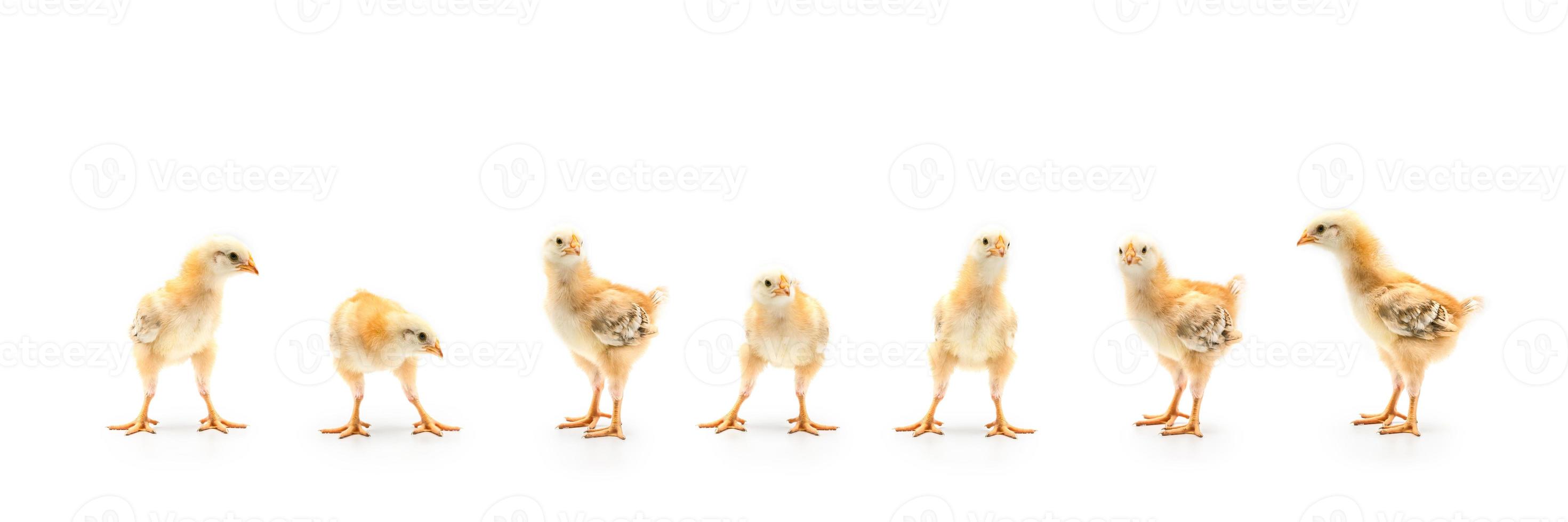 Isolated Little Rhode Island Red baby chicken team stand in a row on solid white clear background in studio light. photo