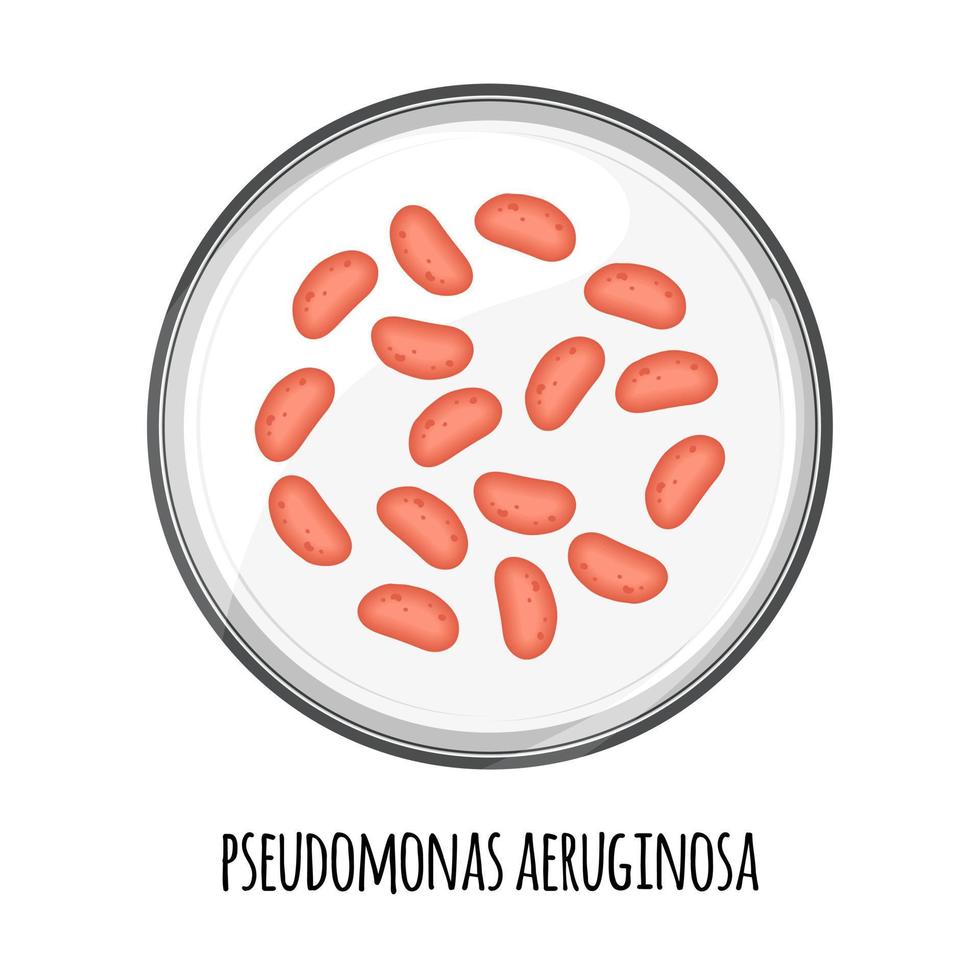 The human microbiome of pseudomonas aeruginosa in a petri dish. Vector image. Bifidobacteria, lactobacilli. Lactic acid bacteria. Illustration in a flat style.