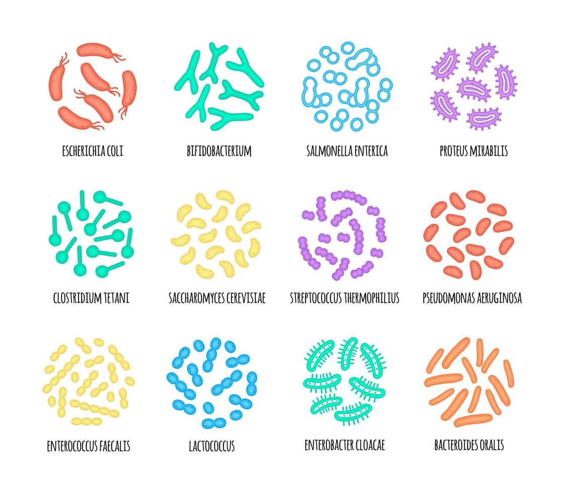 Human microbiome illustration of bacterial species. Vector image. Gastroenterologist. Bifidobacteria, lactobacilli. Lactic acid bacteria. Illustration in a flat style.