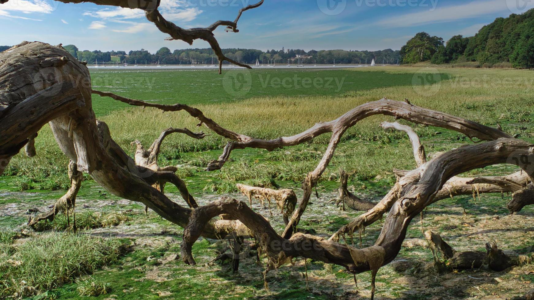 árbol caído en la orilla del río foto