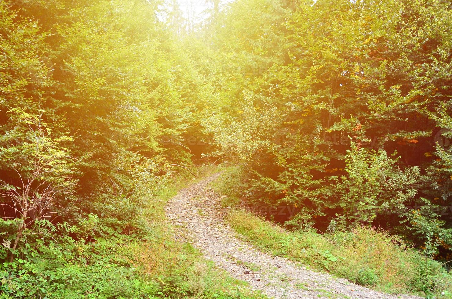 A path in a wild forest. Forest landscape in early autumn photo