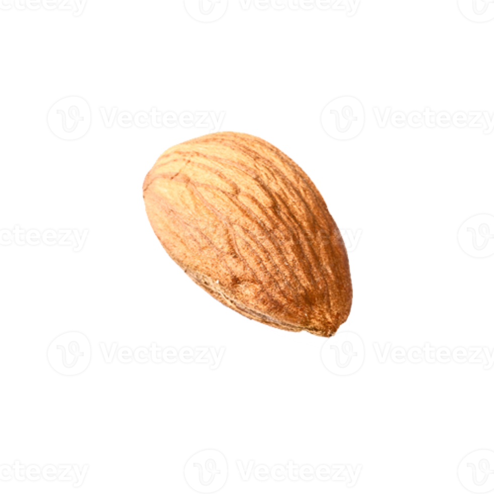 single of almond nut png