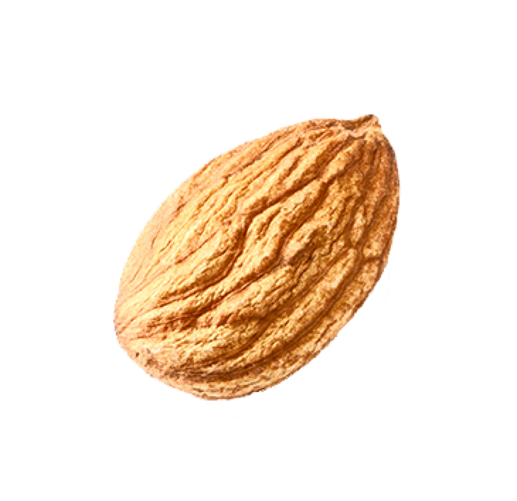 single of almond nut png