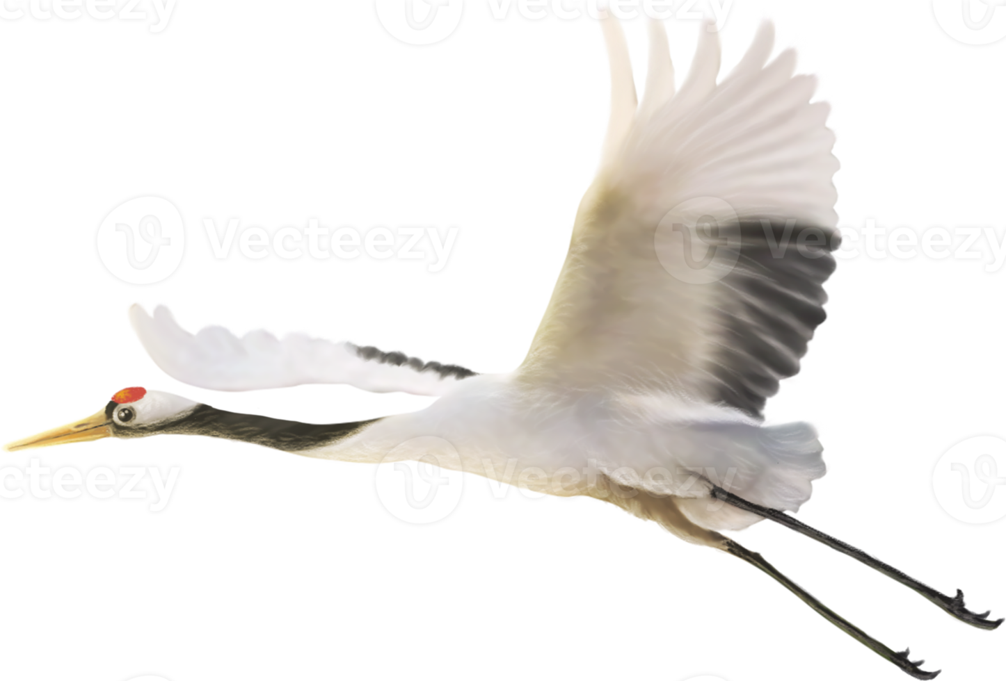 red crowned crane paint png
