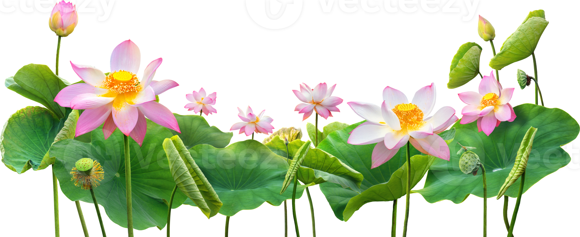 skön lotus och blad i natur png