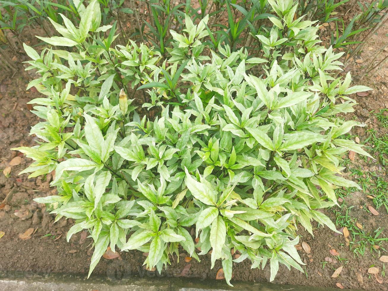Beautiful green and white flower leaves photo