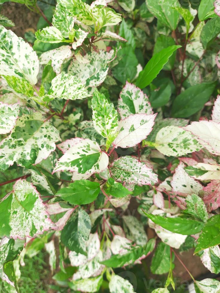 unique white green leaves photo