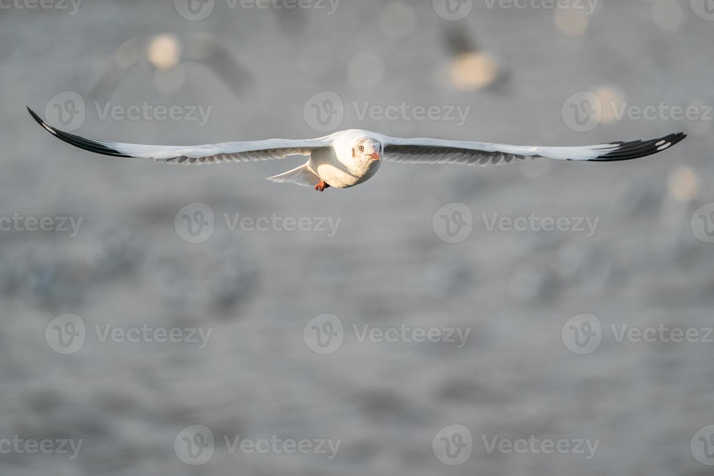 Seagull flying, over the ocean. photo