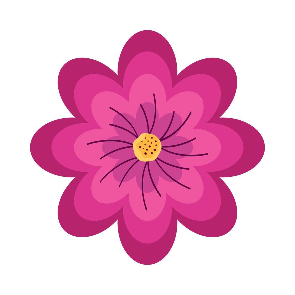 fucshia flower garden vector