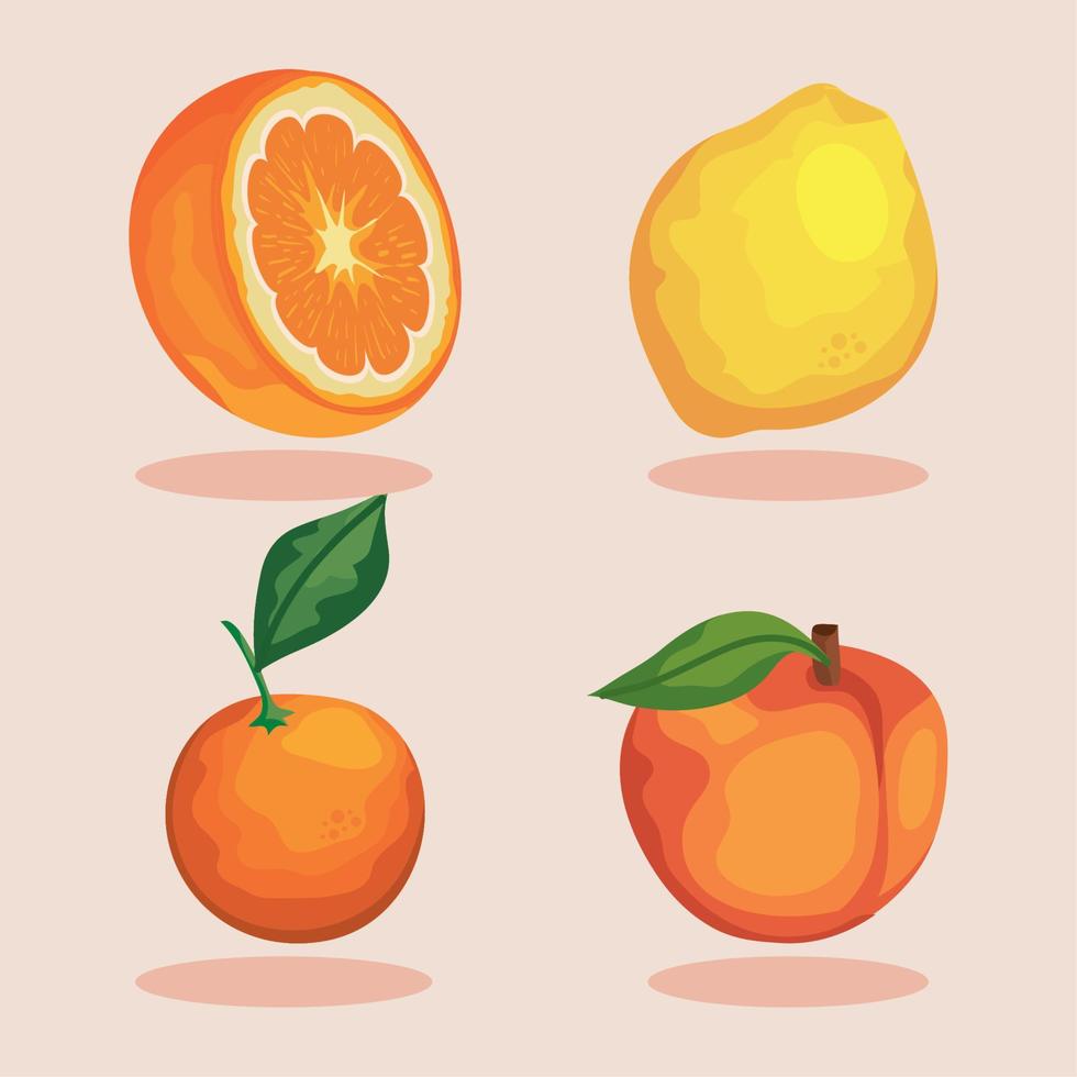 tropical four fruits vector