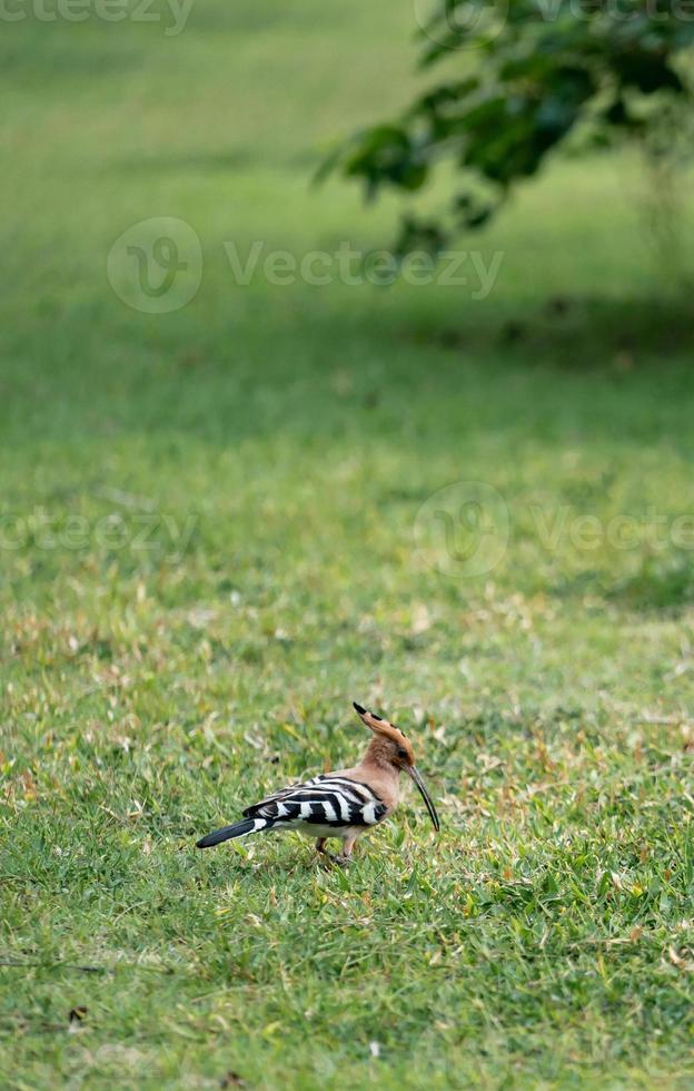 Eurasian hoopoe Upupa epops walking searching for food on the green yard. photo