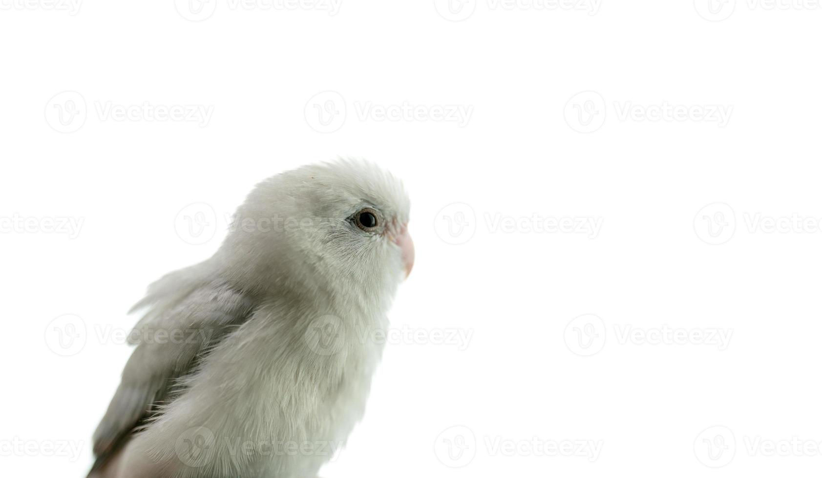 Tiny white parrot parakeet Forpus bird, white isolation background. photo