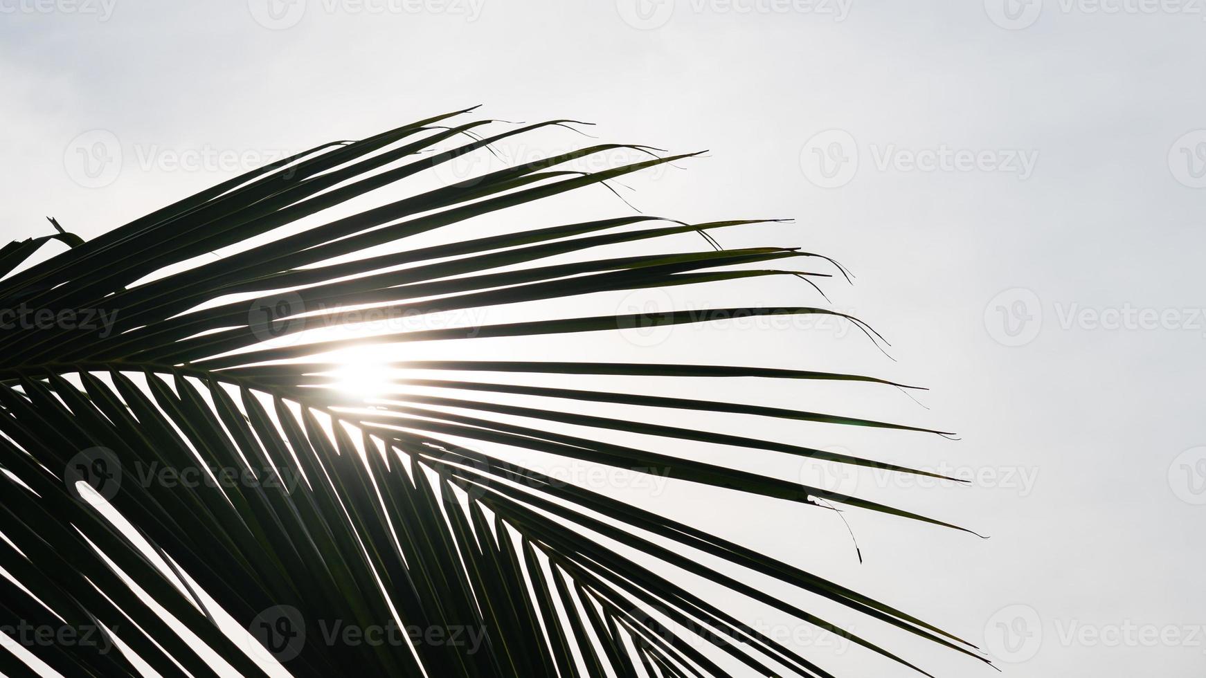 Sun light through palm leaves. Close-up of a green palm leaf. photo