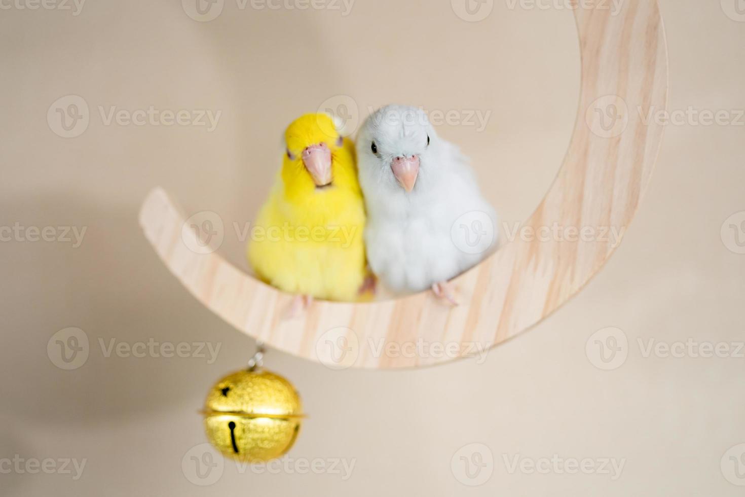 Couple Forpus, little tiny parrots bird perched on a mini crescent moon wooden swing. photo