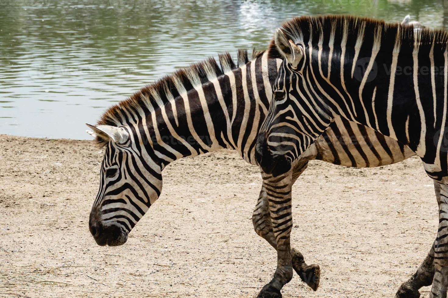 Zebra walking near river water. photo