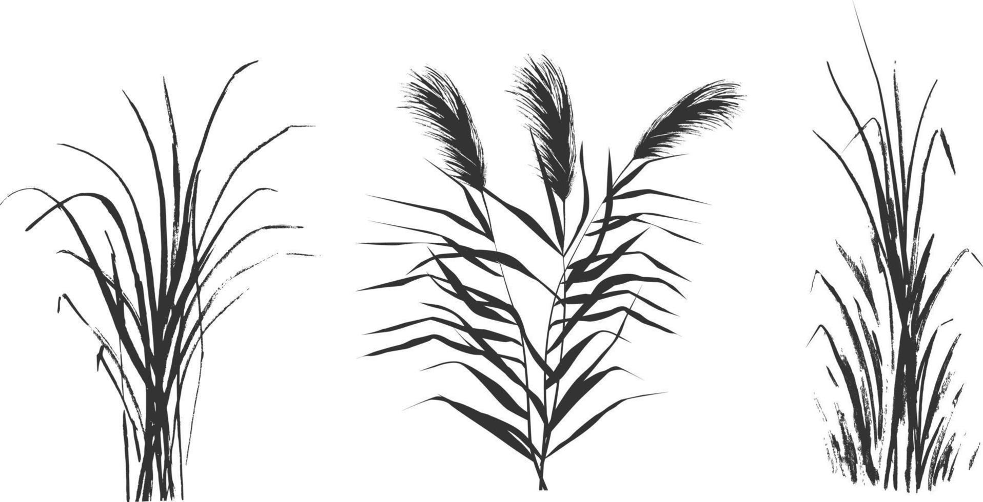 Image of a green reed or bulrush on a white background.Isolated vector drawing.