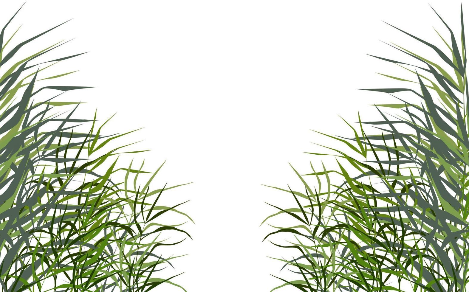 Image of a green reed or bulrush on a white background.Isolated vector drawing.