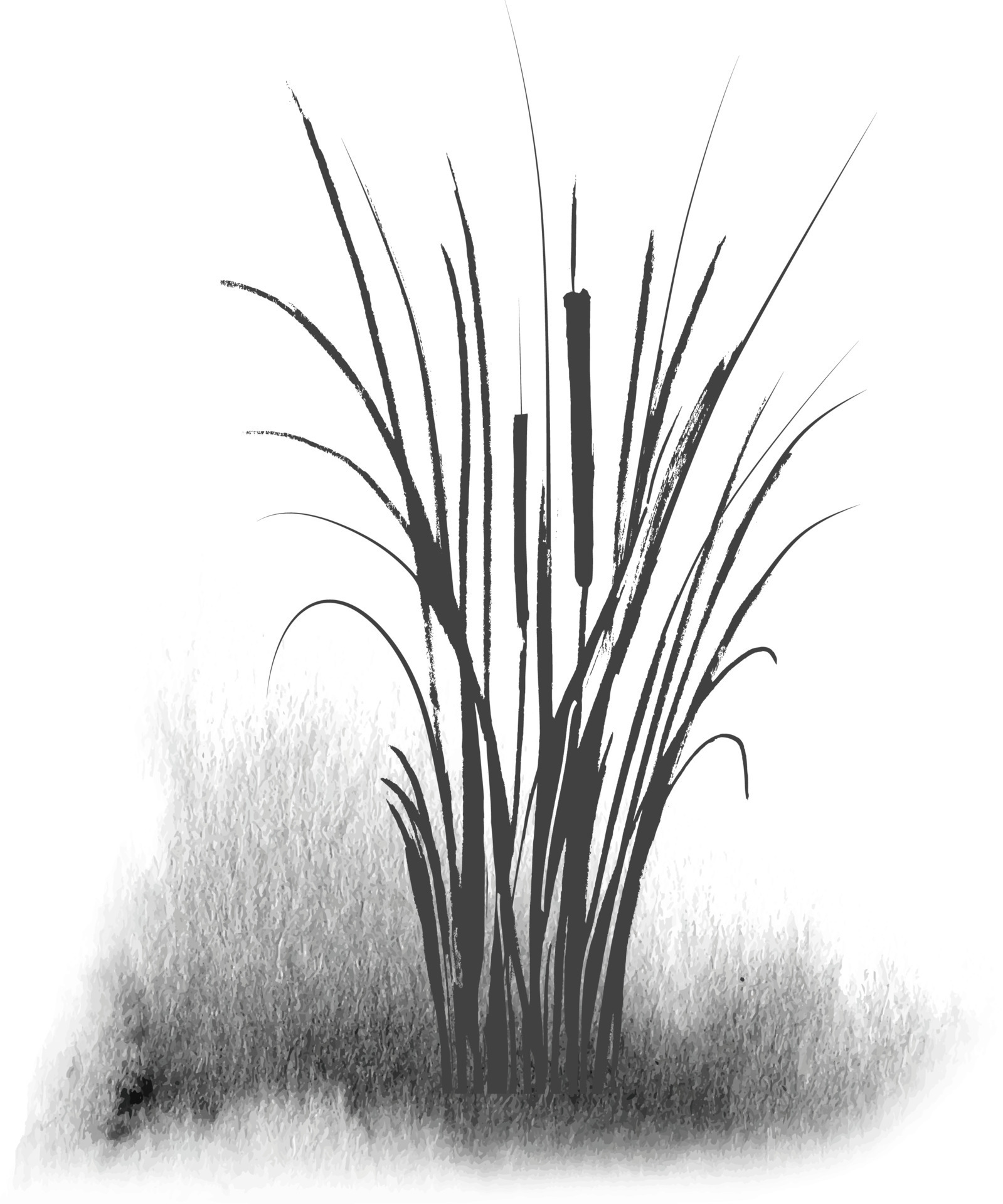Image of a green reed or bulrush on a white background.Isolated vector