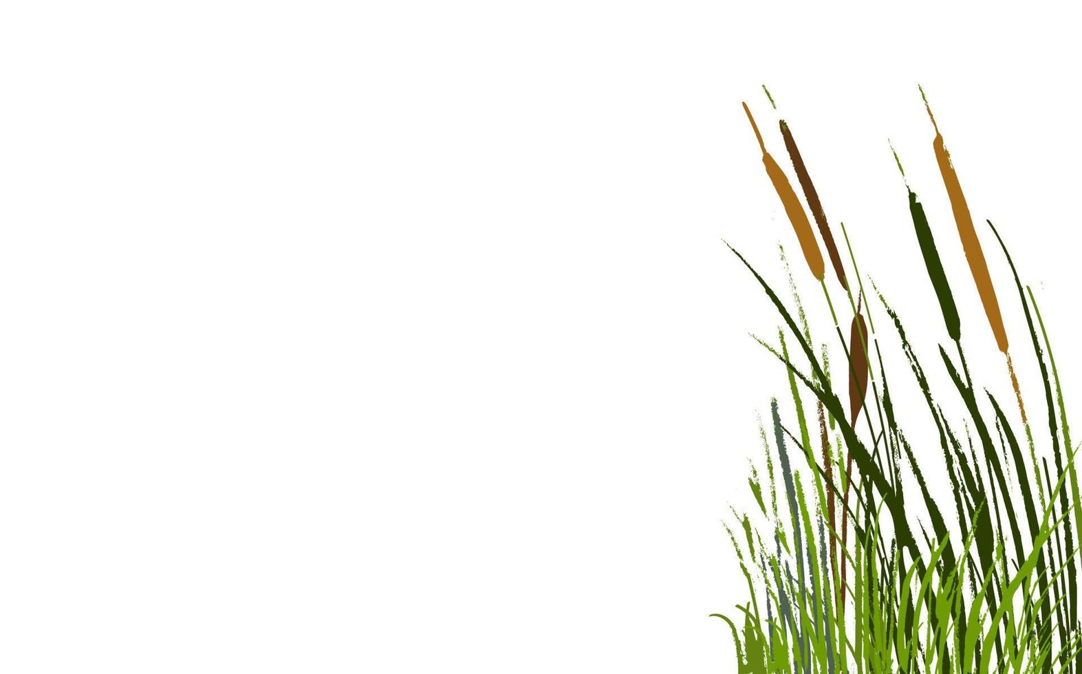 Image of a green reed or bulrush on a white background.Isolated vector drawing.