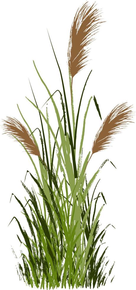 Image of a green reed or bulrush on a white background.Isolated vector drawing.