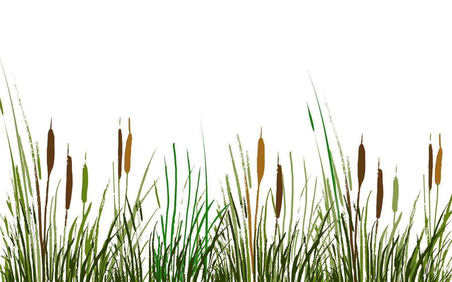 Image of a green reed or bulrush on a white background.Isolated vector drawing.