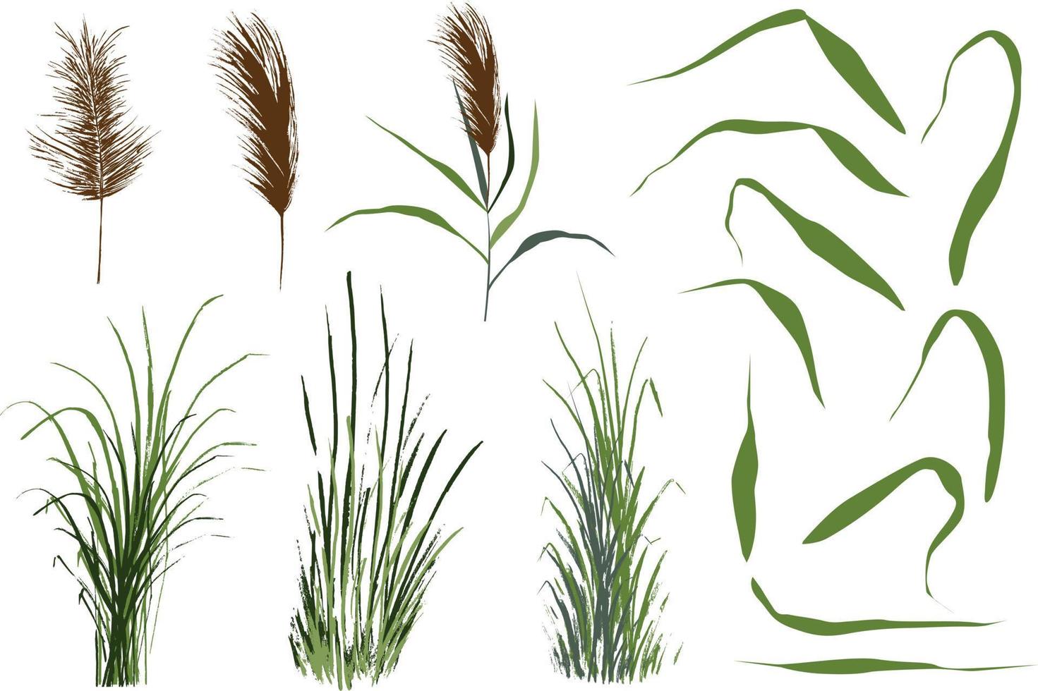 Image of a green reed or bulrush on a white background.Isolated vector drawing.