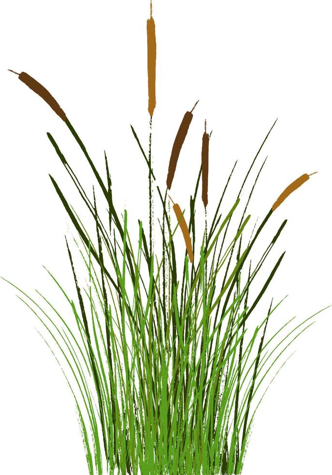 Image of a green reed or bulrush on a white background.Isolated vector drawing.