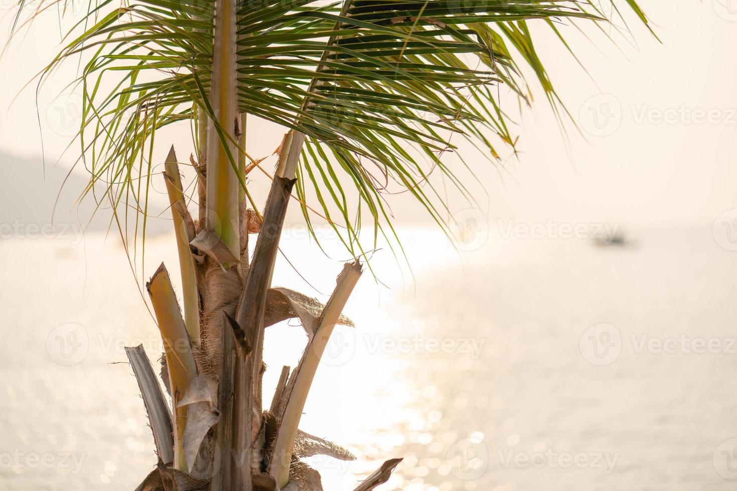 Sunset over the sea with Coconut palm tree on the tropical beach and orange pastel sky. photo