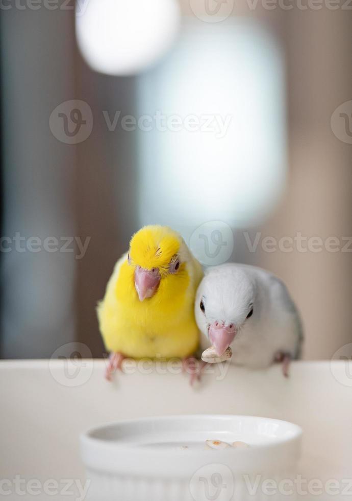 par de diminutos loros periquitos pájaro forpus blanco y amarillo. foto