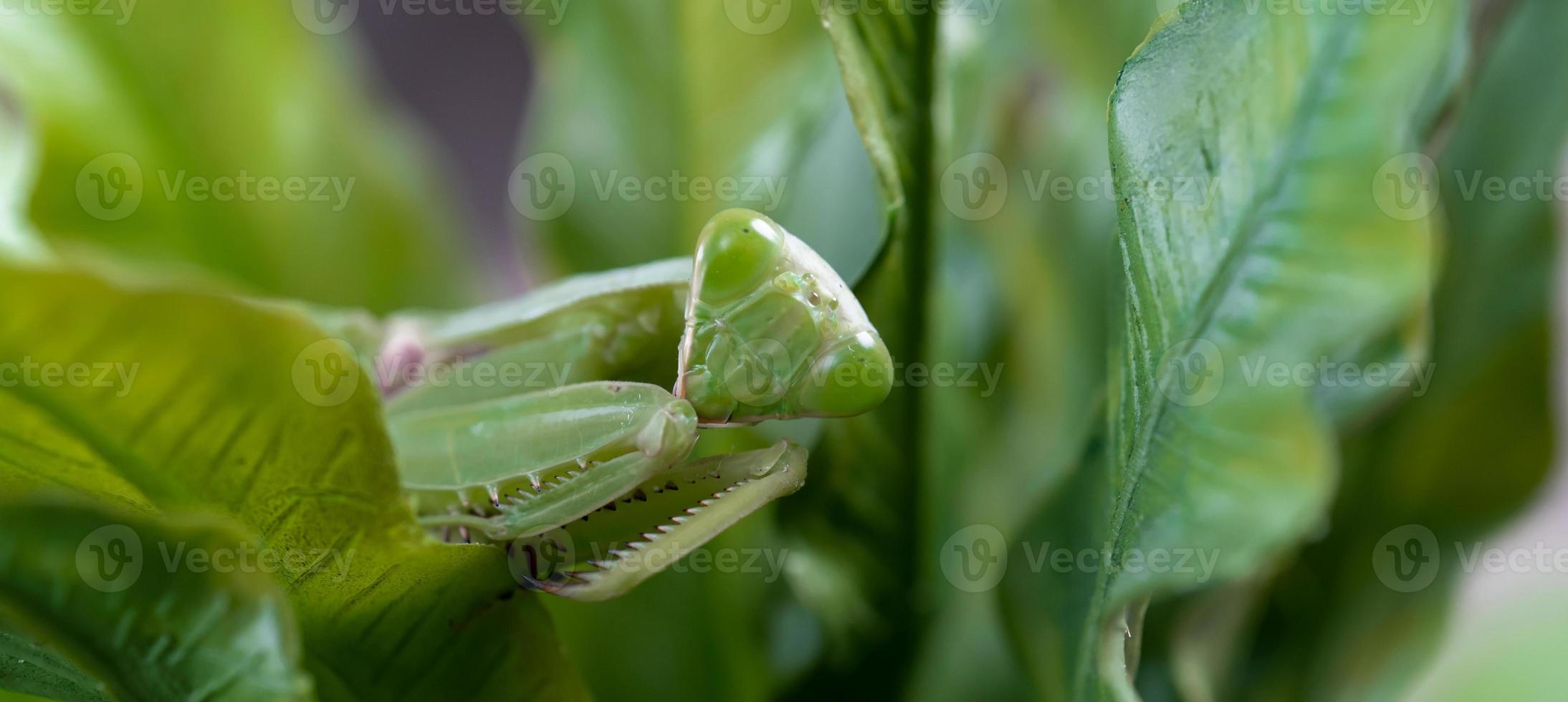 Mantis on the green leaf. African mantis, giant African mantis or bush mantis. photo