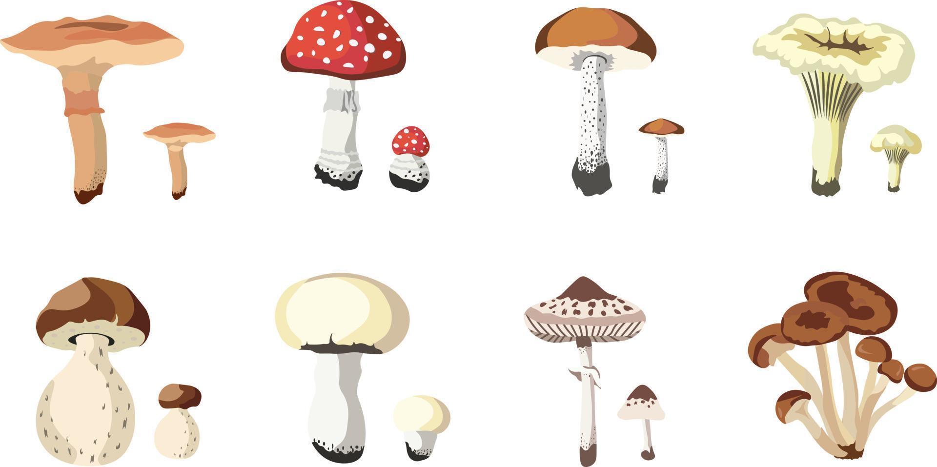 Autumn Mushrooms Compositions isolated Vector illustration on white background