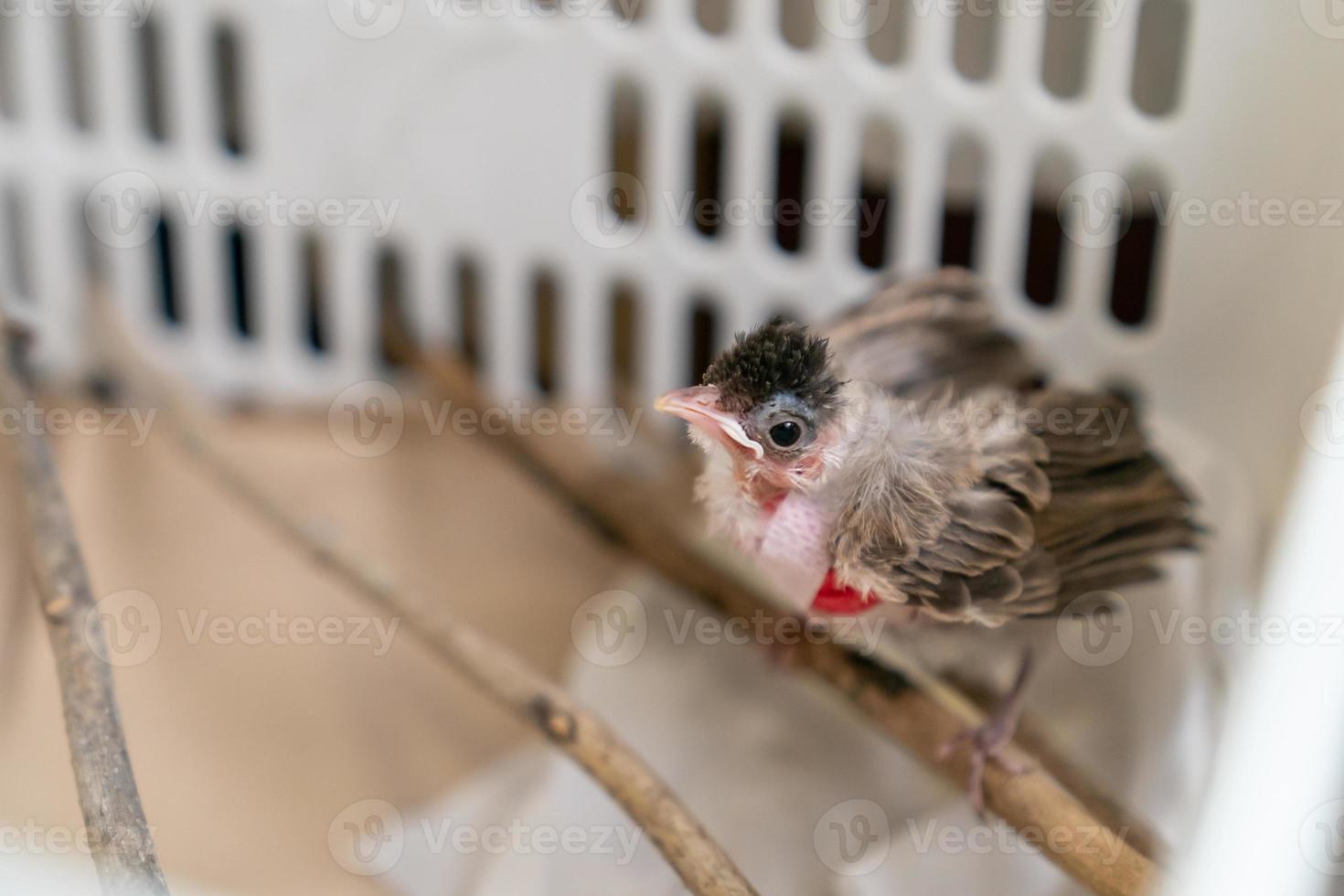 Close up of veterinarians hands in surgical gloves holding small bird, after attacked and injured by a cat. photo