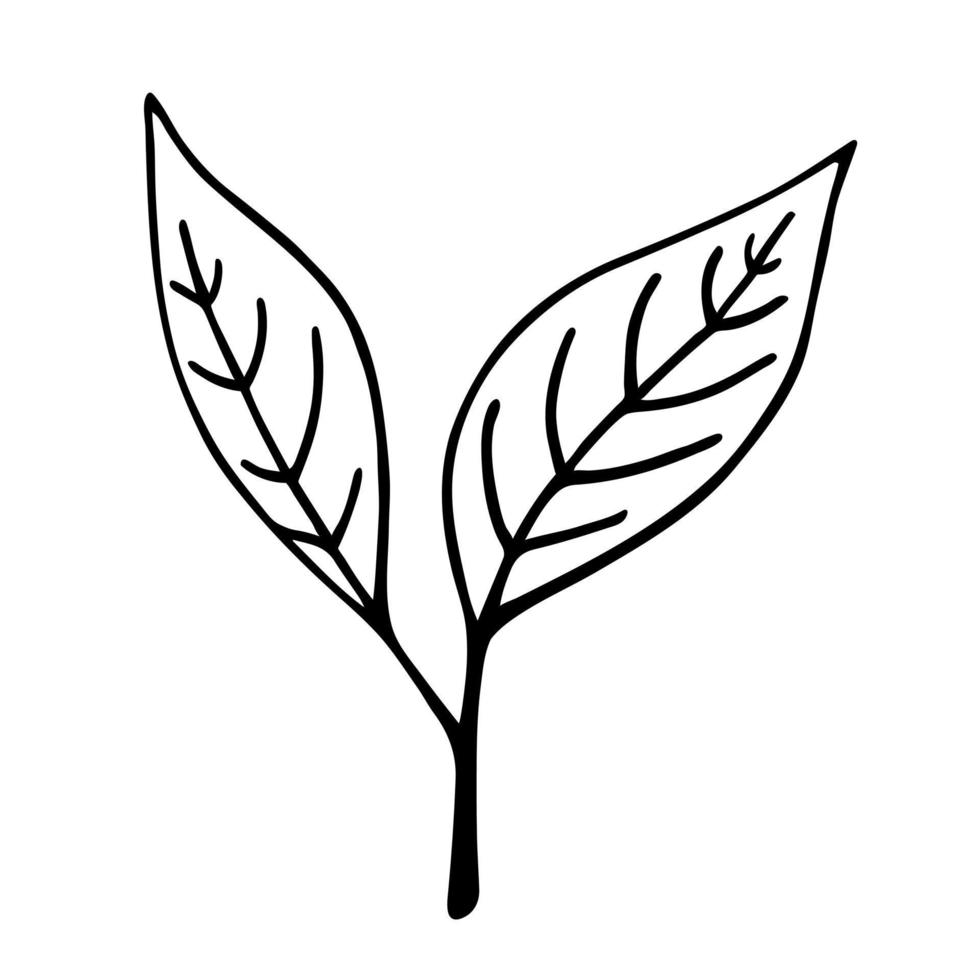 icono de vector de brote. garabato negro de una ramita con hojas. ilustración dibujada a mano aislada en blanco. una planta de bosque salvaje, rama de árbol. imágenes prediseñadas para tarjetas, carteles, cosméticos, logotipo, web, impresión