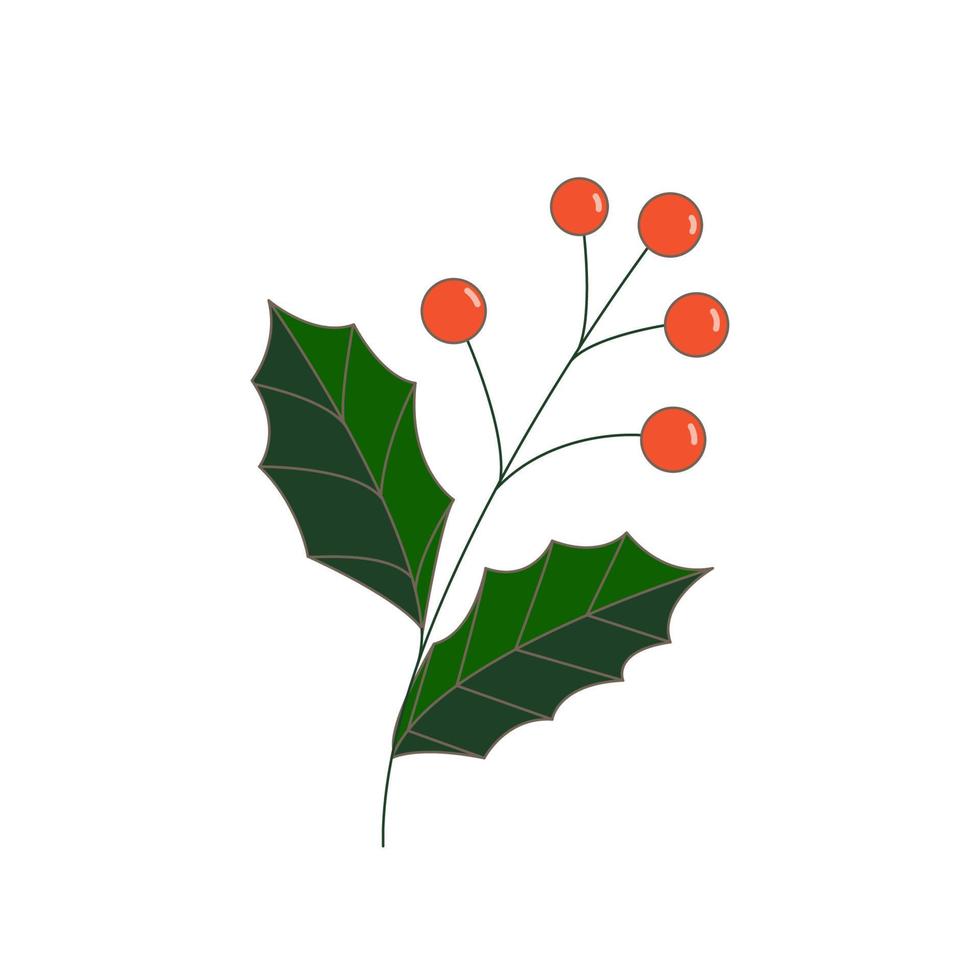 Holly berries and leaves vector illustration, christmas, new year, winter