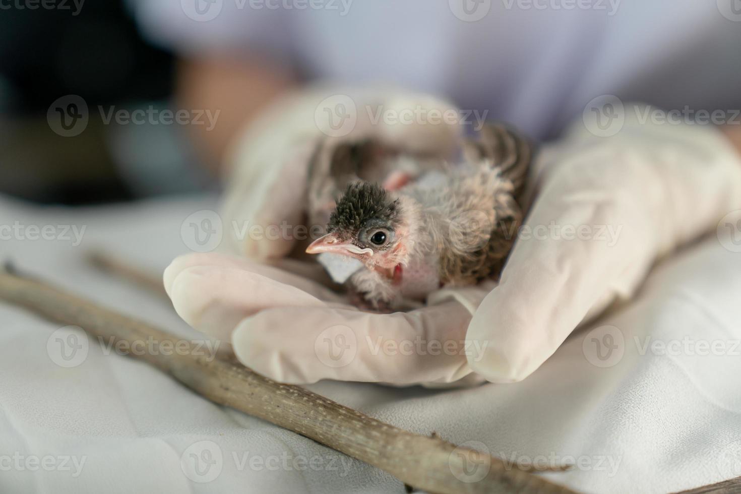 primer plano de las manos de los veterinarios en guantes quirúrgicos sosteniendo un pájaro pequeño, después de ser atacado y herido por un gato. foto