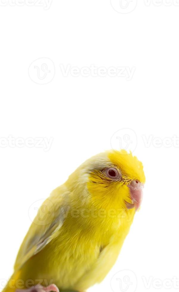 pequeño loro amarillo periquito forpus pájaro, fondo de aislamiento blanco. foto